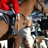 Middleburg Hunt-Willow Oaks 2008 : Happy New Year!